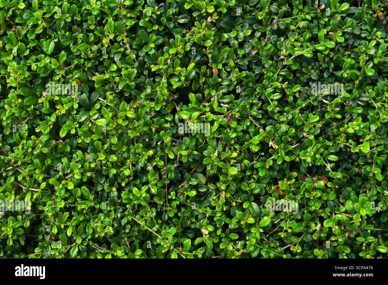 Fresche piccole foglie verdi sullo sfondo del giardino Foto Stock