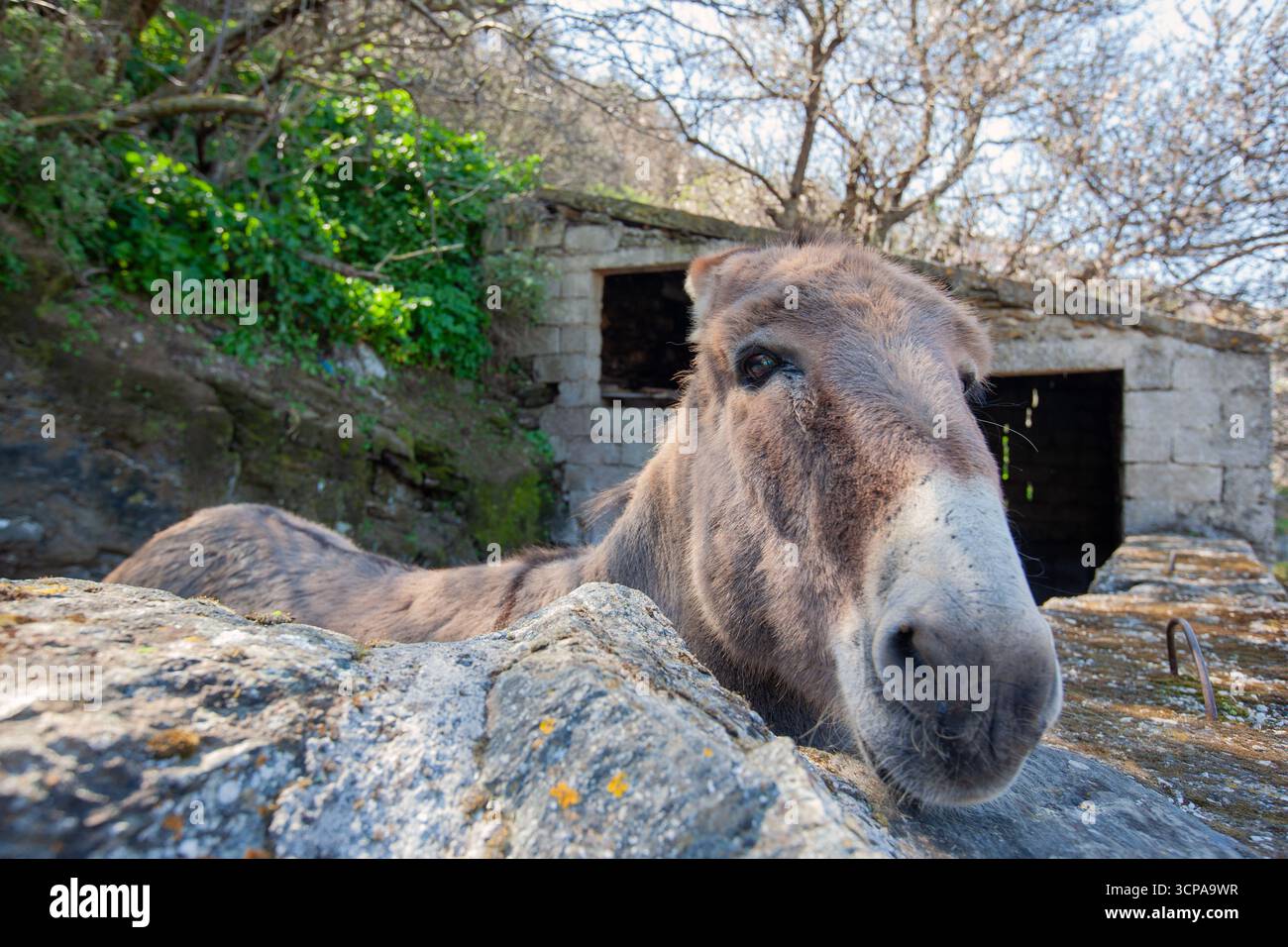 Primo piano di un asino dagli occhi espressivi, catturato sull'isola greca di Tzia nelle Cicladi, che mostra l'autentico fascino rurale Foto Stock