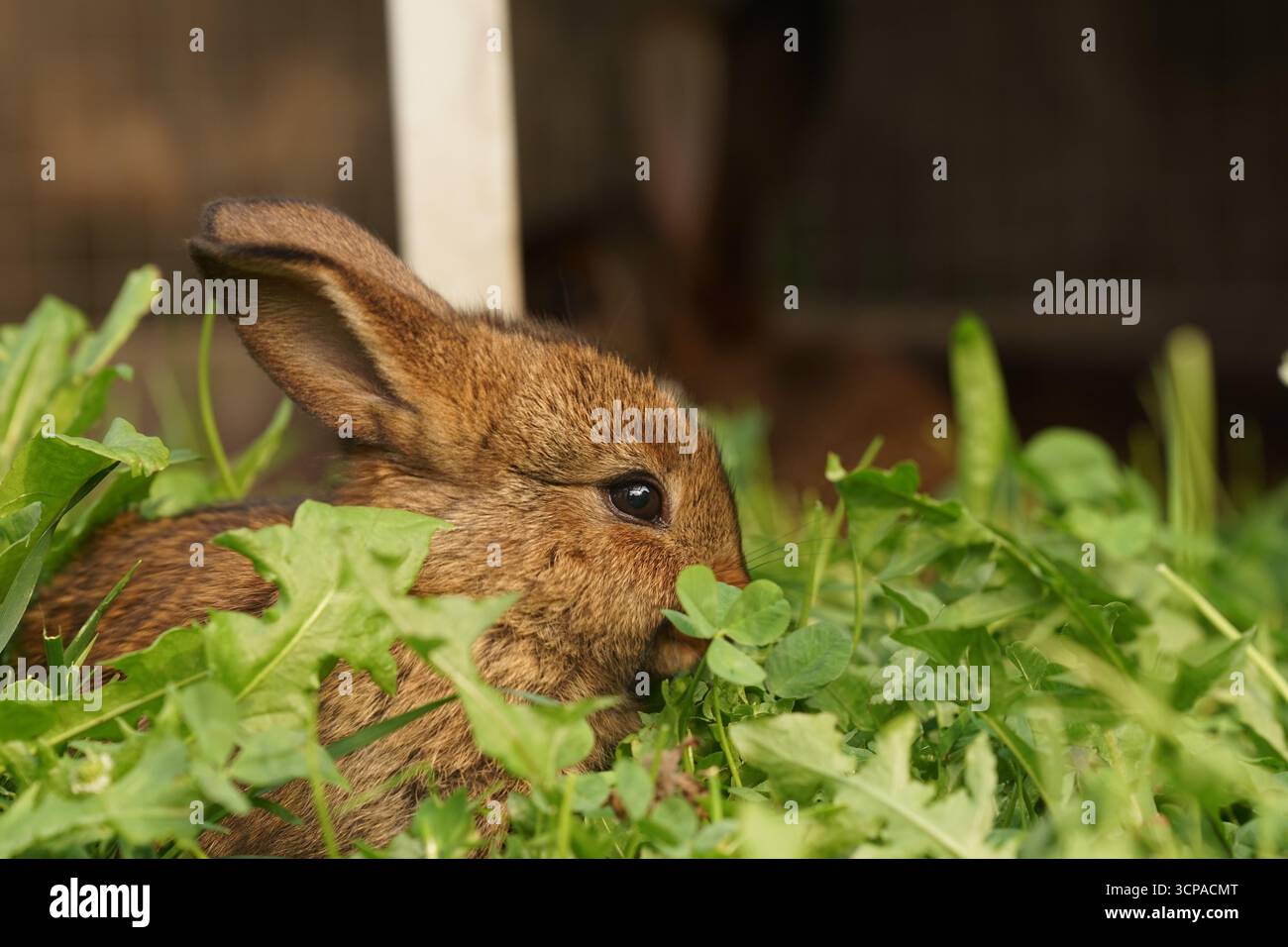 Vista ravvicinata di un mese di carini conigli piccoli fuori dalla gabbia. Foto Stock