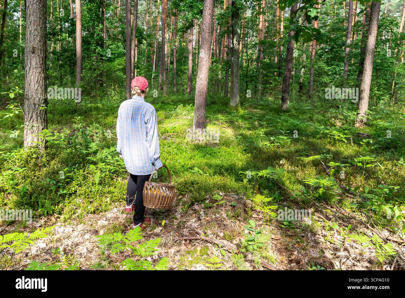 Donna con un cesto di vimini che va a caccia di funghi in una foresta in Polonia. Foto Stock