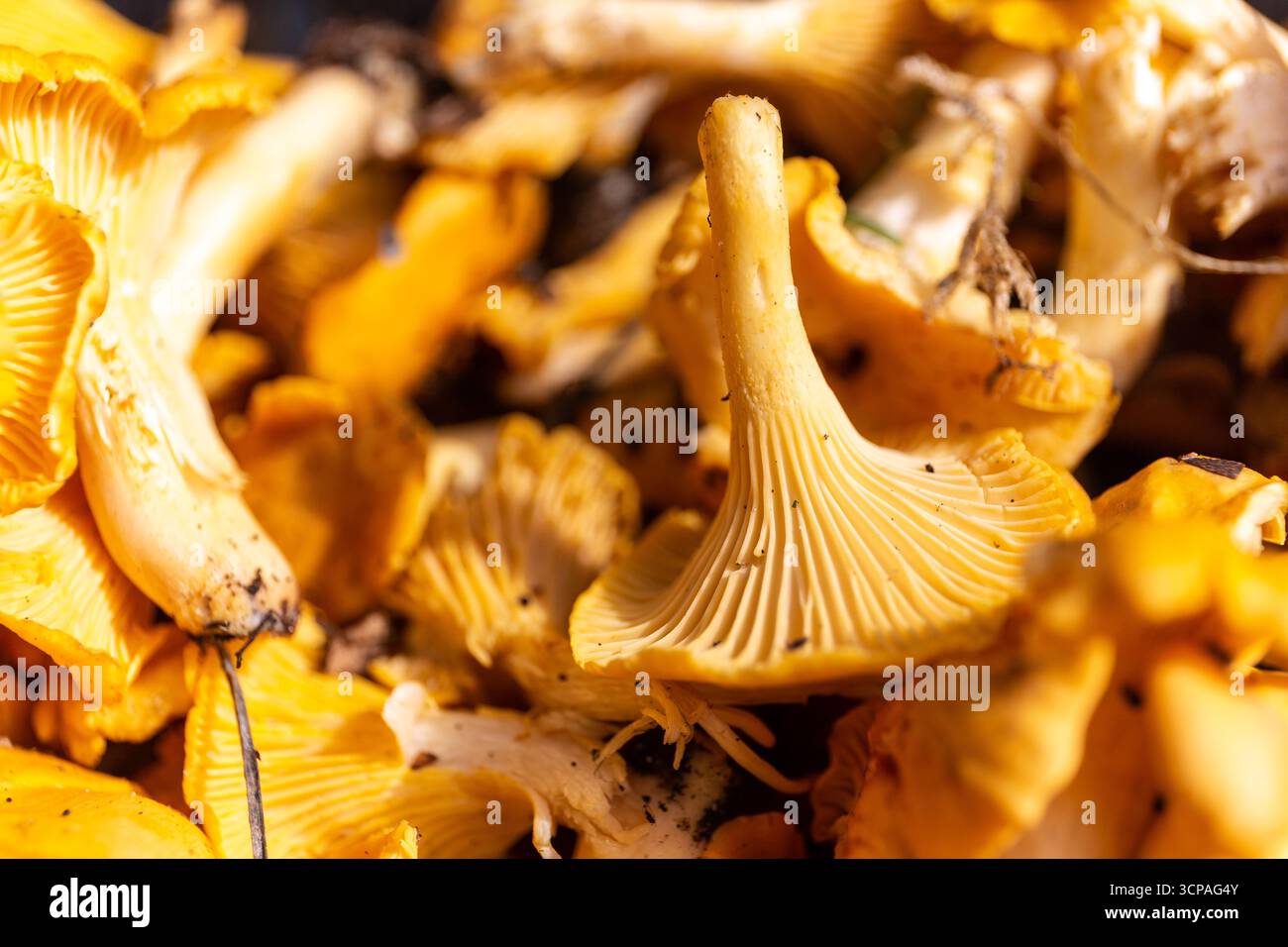 Vista ravvicinata dei funghi Cantharellus (Cantharellus) freschi raccolti durante la caccia ai funghi in autunno in Polonia, vista ravvicinata. Foto Stock