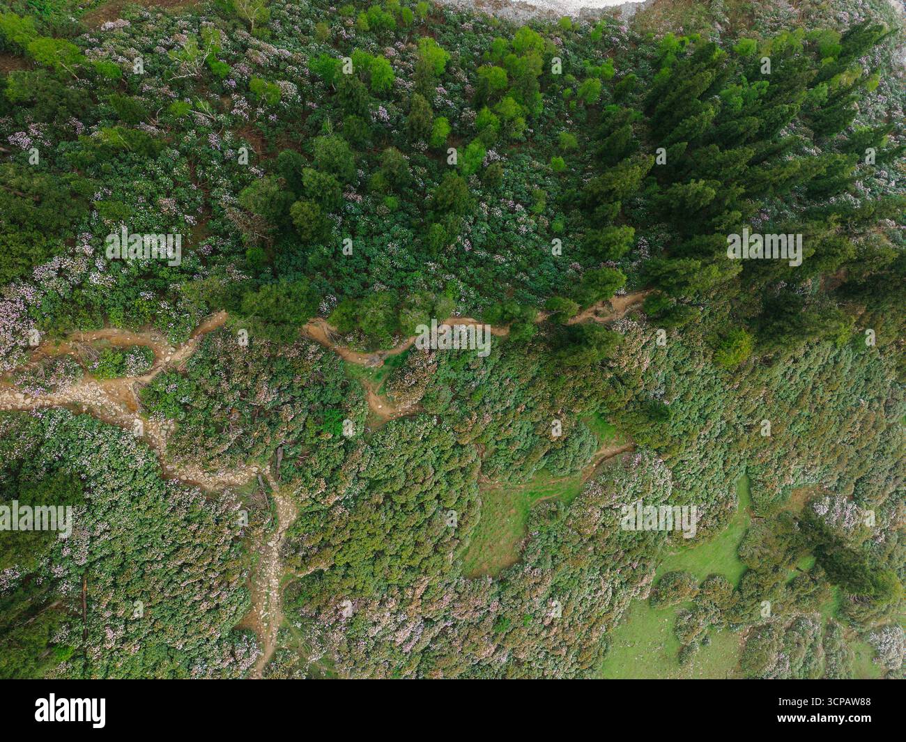 Veduta aerea di sentieri tortuosi che attraversano un paesaggio vivace di fitti alberi verdi e vegetazione lussureggiante, Biskeri Top Landscapes, Sosan, Himachal Pradesh, India. Foto Stock