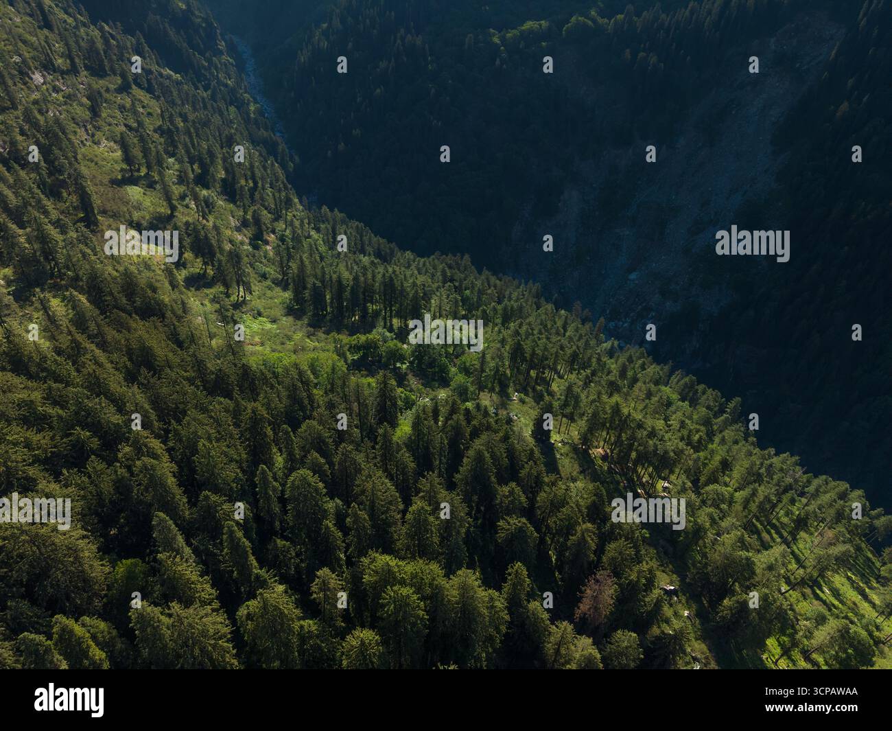 Vista aerea di una fitta foresta che ricopre il terreno accidentato, dove la luce del sole getta lunghe ombre, creando un arazzo di luce e buio, Sethan, Himachal Pradesh, India. Foto Stock
