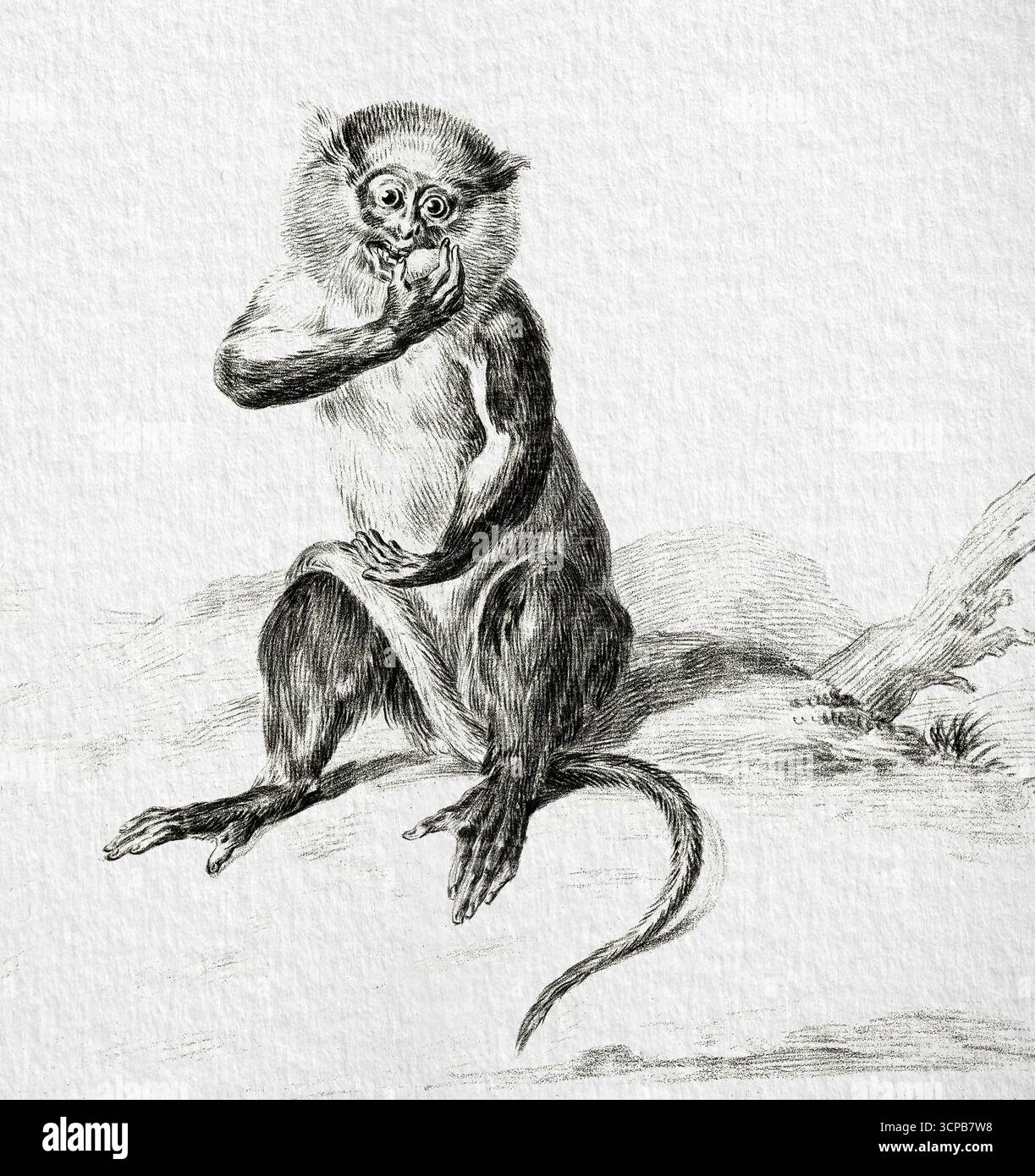 Scimmia seduta che mangia un frutto di Jean Bernard, disegno di storia naturale ad alta risoluzione del XIX secolo, studio dettagliato dei primati, opere d'arte di dominio pubblico Foto Stock