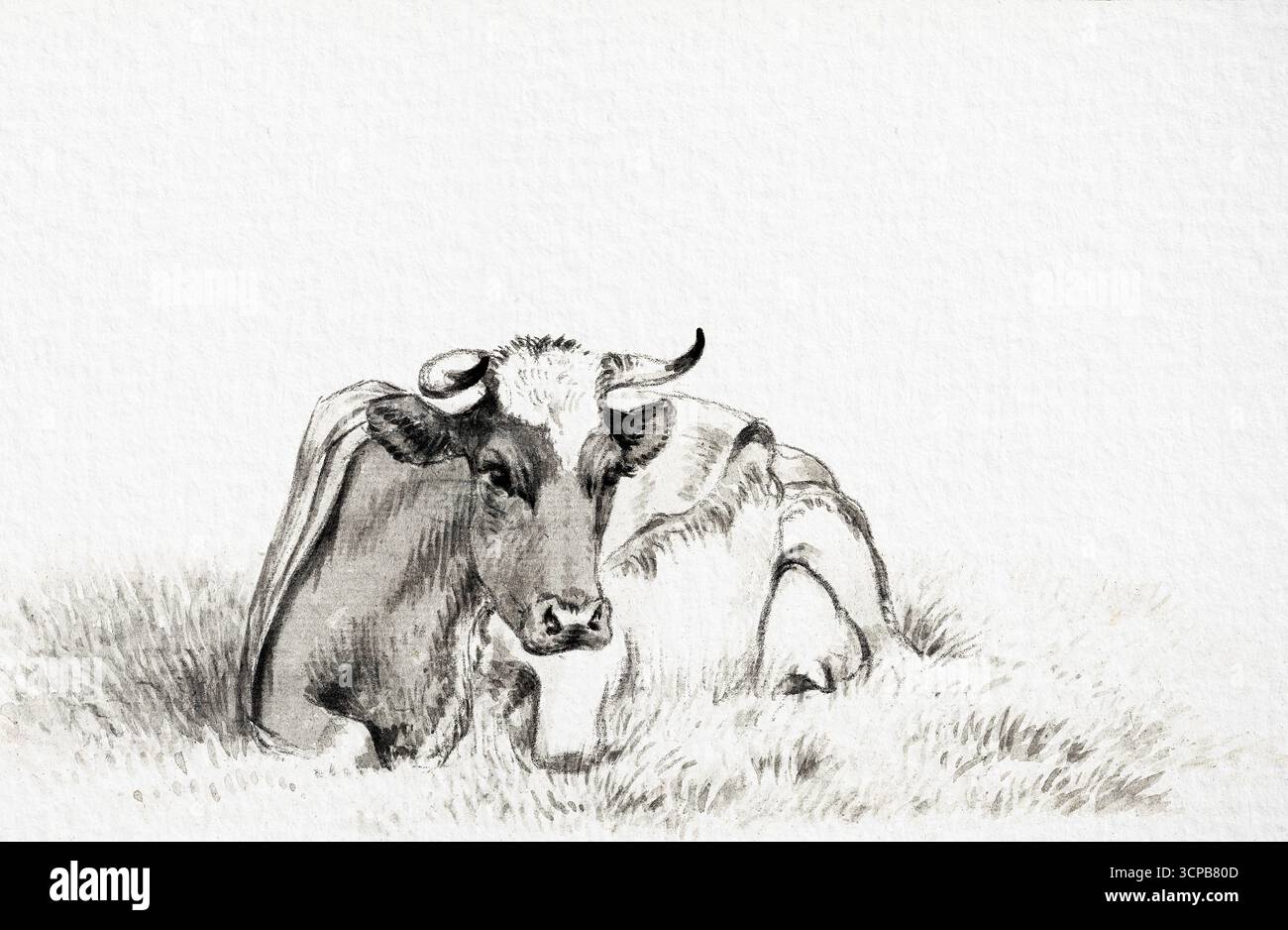Lying Cow di Jean Bernard, disegno di storia naturale ad alta risoluzione del 1816, studio dettagliato dei bovini, opere d'arte di pubblico dominio Foto Stock