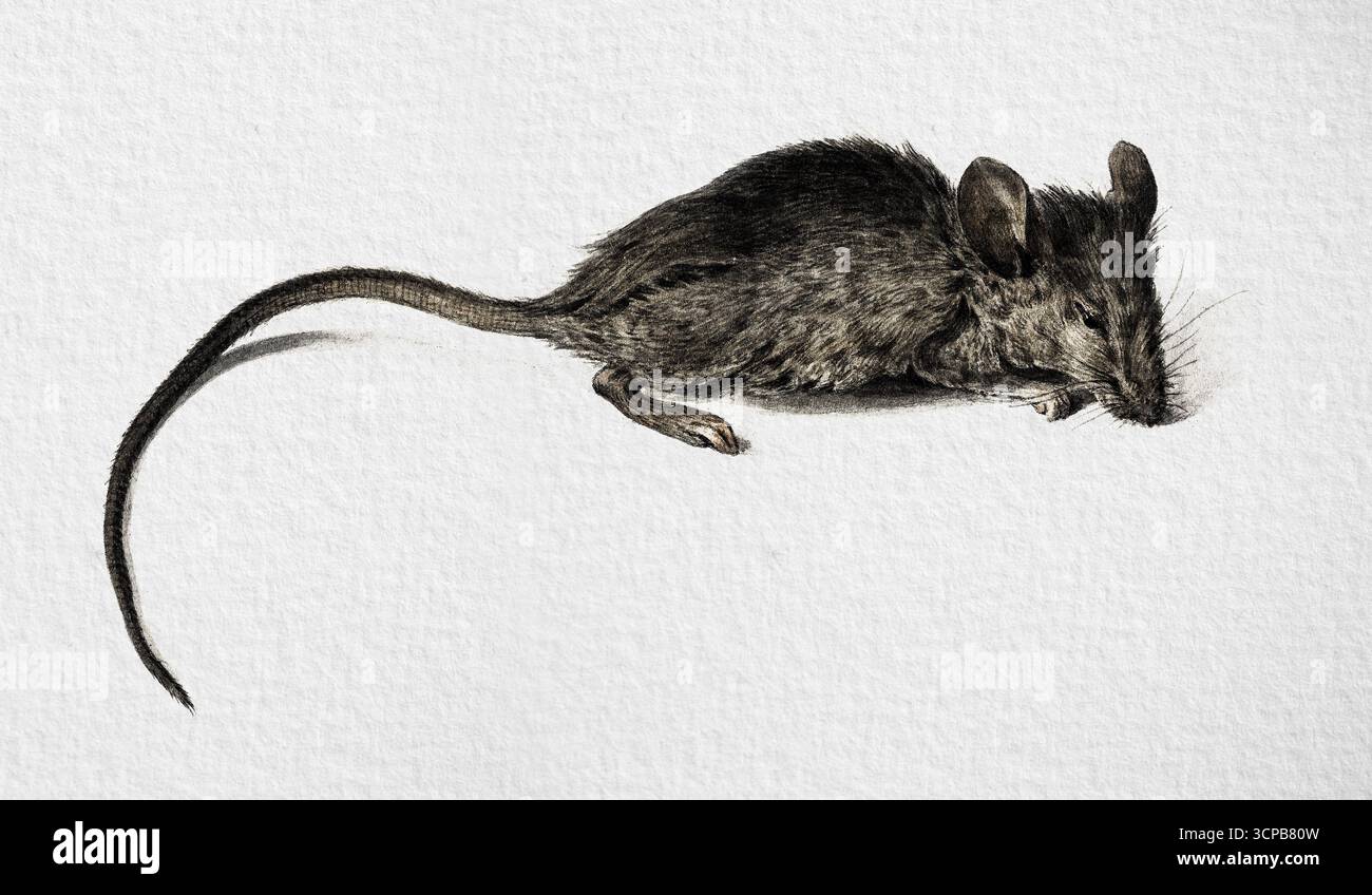 Mouse di Jean Bernard, disegno di storia naturale ad alta risoluzione del XIX secolo, studio dettagliato dei roditori, opere d'arte di pubblico dominio Foto Stock