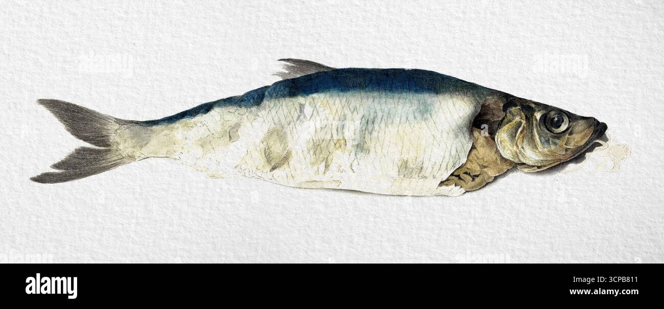 Fish, in parte perito da Jean Bernard, 1833 disegno di storia naturale ad alta risoluzione, illustrazione scientifica dettagliata, opere d'arte di pubblico dominio Foto Stock