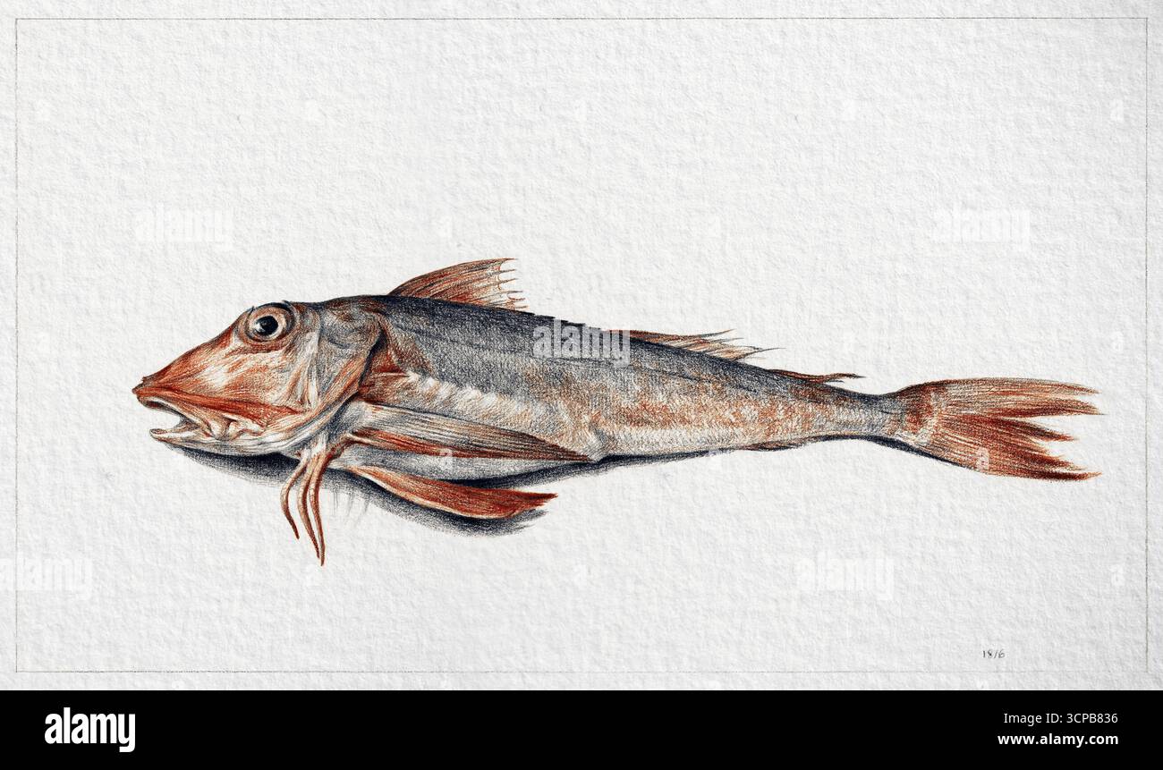 Fish di Jean Bernard, 1816 disegni di storia naturale ad alta risoluzione, illustrazione scientifica dettagliata, opere d'arte di pubblico dominio Foto Stock