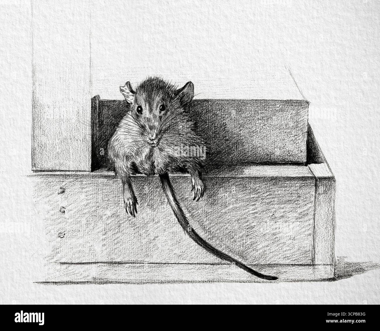 Mouse di Jean Bernard, disegno di storia naturale ad alta risoluzione del 1821, studio dettagliato dei roditori, opere d'arte di pubblico dominio Foto Stock