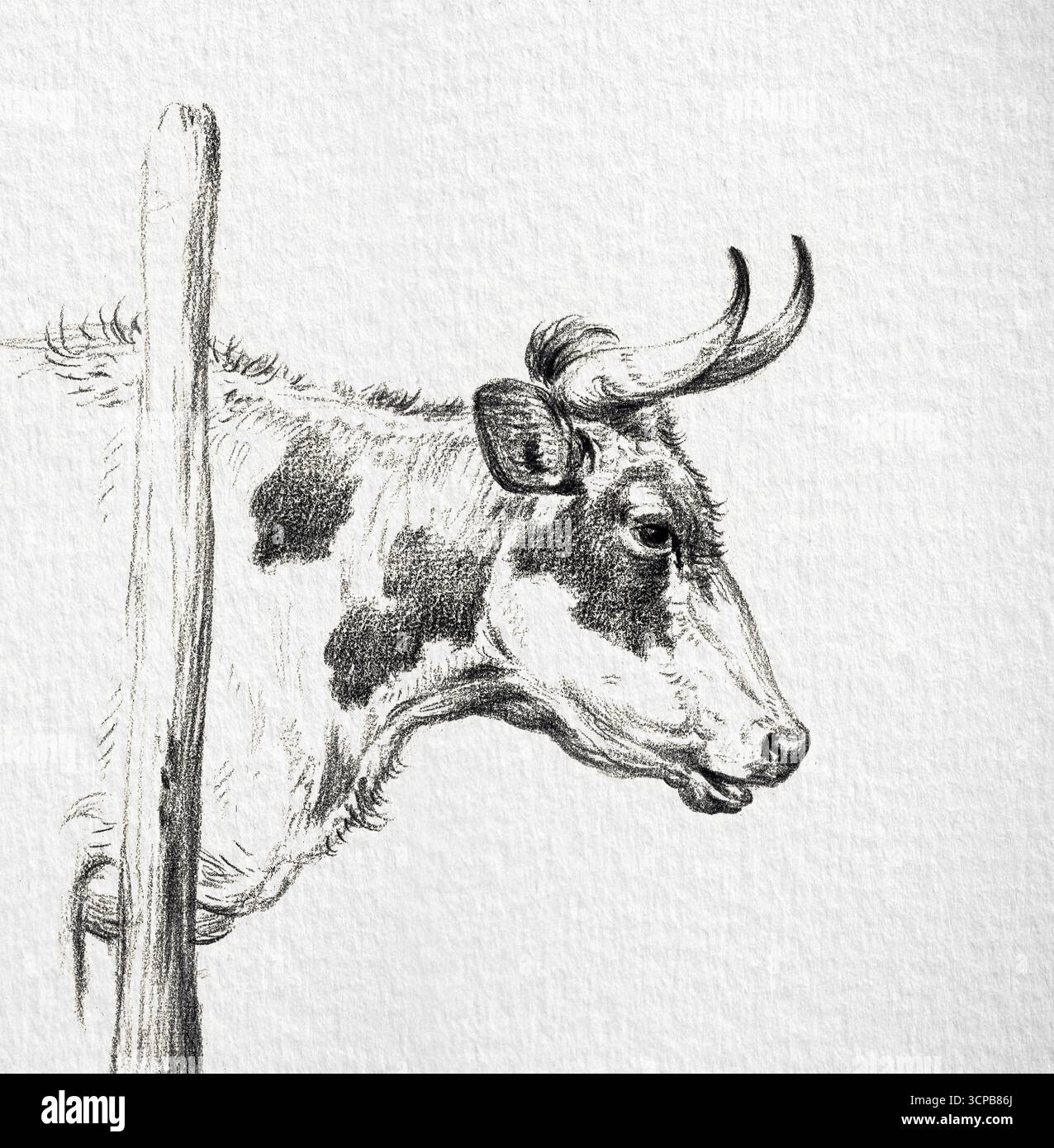 Capo di una mucca, a destra di Jean Bernard, disegno di storia naturale ad alta risoluzione del 1820, studio dettagliato dei bovini, opere d'arte di pubblico dominio Foto Stock