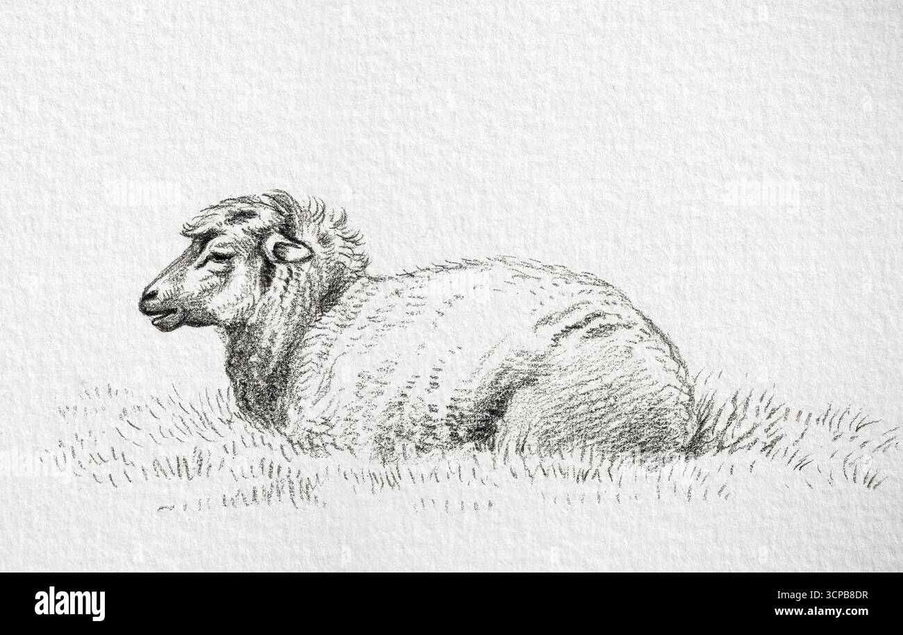 Lying Sheep di Jean Bernard, 1816 disegno di storia naturale ad alta risoluzione, studio dettagliato degli ovini, opere d'arte di pubblico dominio Foto Stock