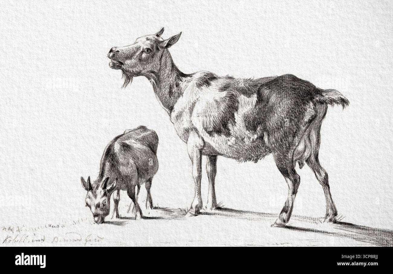 Capre di Jean Bernard, disegno di storia naturale ad alta risoluzione del XIX secolo, illustrazione dettagliata di animali, opere d'arte di pubblico dominio Foto Stock