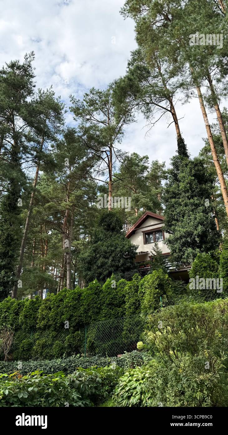 Una casa moderna accoccolata tra alti pini e lussureggiante vegetazione. La scena cattura un ambiente naturale sereno con fogliame vibrante e un cielo limpido. Foto Stock