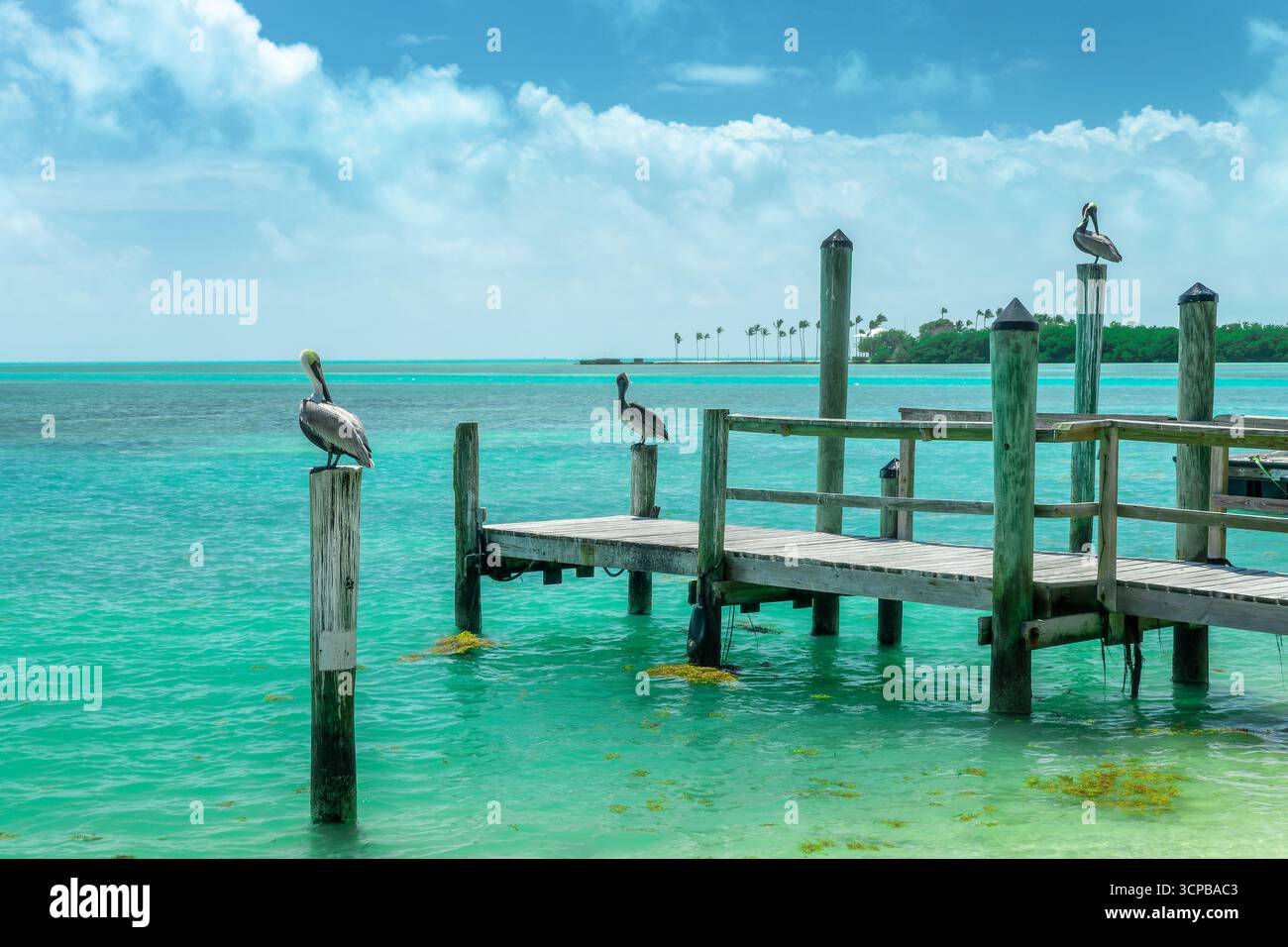 Pellicani bruni su un molo di legno, sfondo del mare caraibico, Islamorada, paesaggio delle Florida Keys Foto Stock