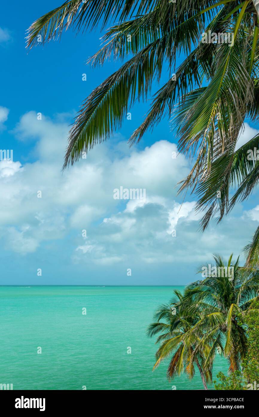 Palme e Mar dei caraibi, paesaggio panoramico di Islamorada, Florida Keys Foto Stock