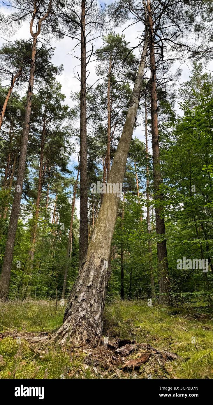 Un alto pino pendente sorge tra una fitta foresta di foglie verdi e altri alberi. Il cielo è parzialmente nuvoloso, creando un ambiente naturale sereno Foto Stock
