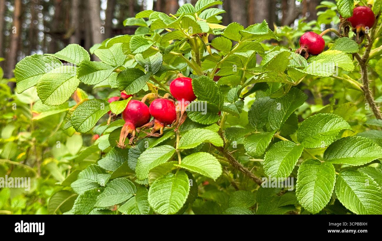 I fianchi di rosa rosso brillante crescono su un cespuglio verde in un ambiente forestale. Le foglie sono rigogliose e sane, creando una vivace scena naturale. Foto Stock