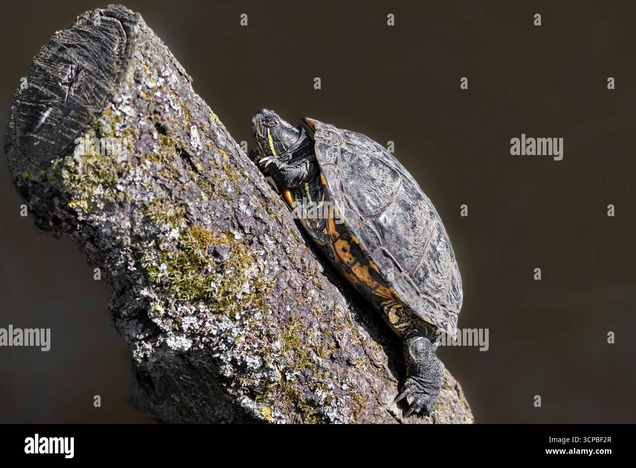 L'Annam Tartaruga foglia Foto Stock