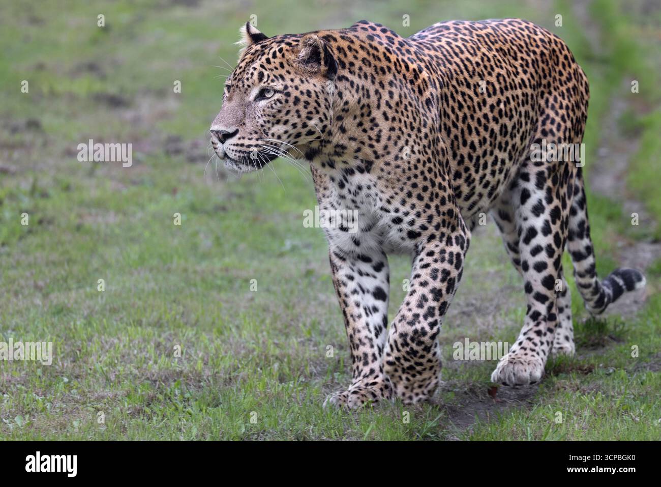 Leopardo dello Sri Lanka Foto Stock
