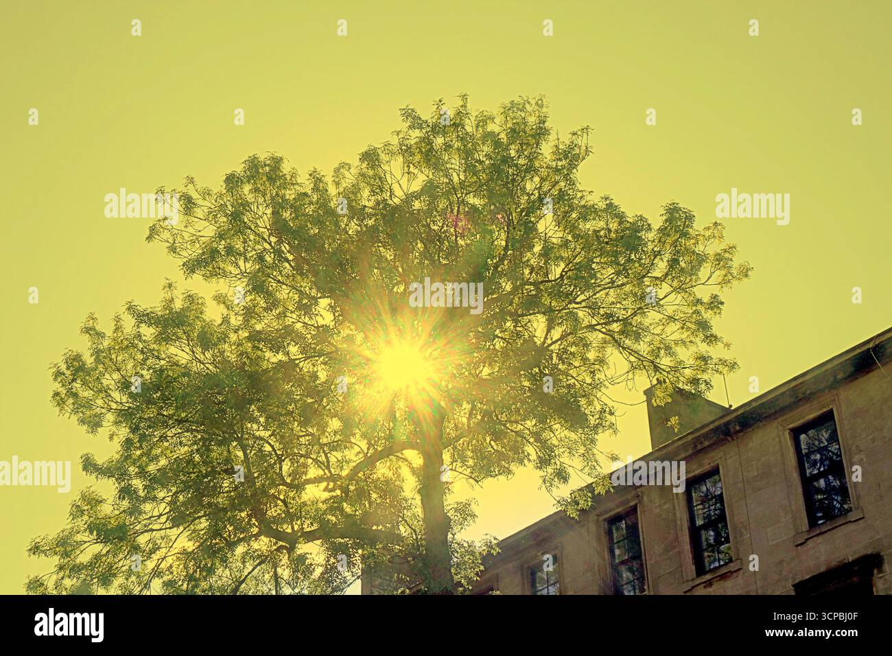 Glasgow, Scozia, Regno Unito. 25 settembre 2025. Argyle Street cenerà per Tree of the Year stasera, in quanto il vincitore sarà annunciato allo show della bbc One alle 19 di stasera. Situato da solo negli edifici urbani sulla strada più trafficata della città, con strade strette nella frenetica area di finniston, un aggiornamento Strange Sight: Argyle Street ash is Tree of the Year 2025 di Glasgow. Credit Gerard Ferry/Alamy Live News Foto Stock
