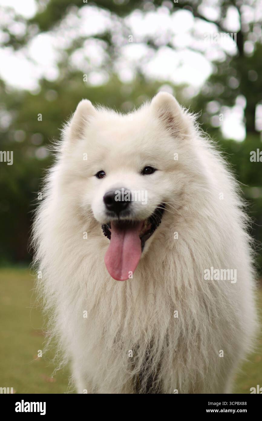 Ritratto di un cane samoidato sorridente che si trova al parco giochi d'estate e vuole giocare Foto Stock