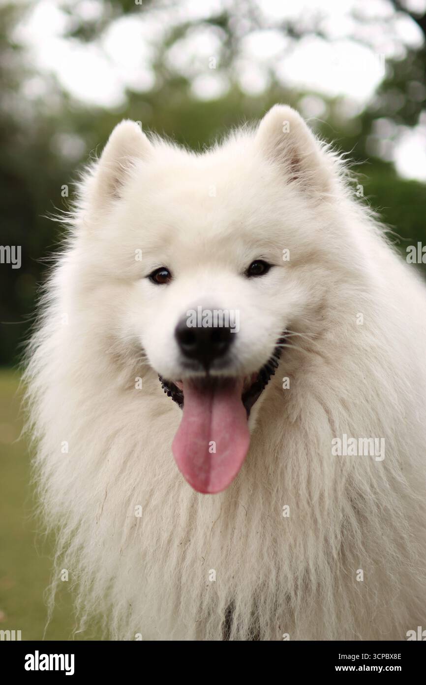 Ritratto di un cane samoidato sorridente che si trova al parco giochi d'estate e vuole giocare Foto Stock