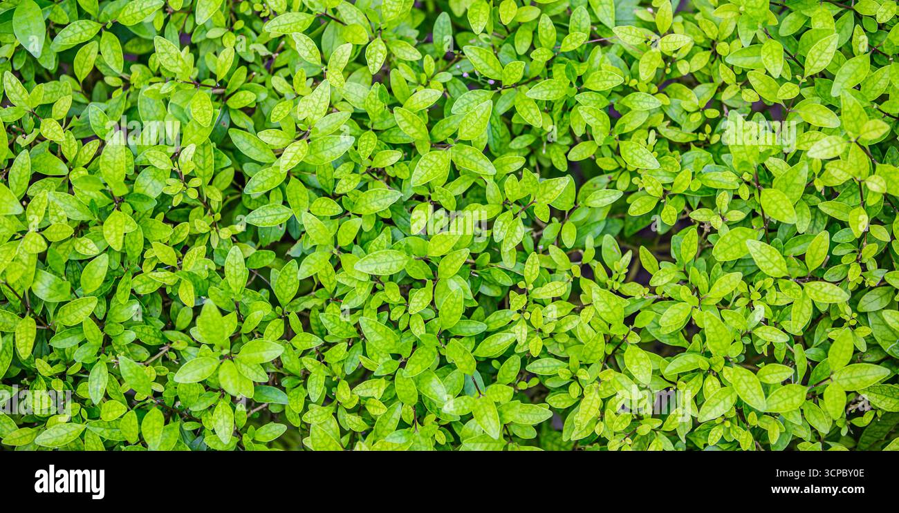 Vista dall'alto delle foglie verdi fresche, rilassante motivo naturale, sfondo ecologista vivace, struttura naturale astratta, ambiente tranquillo Foto Stock