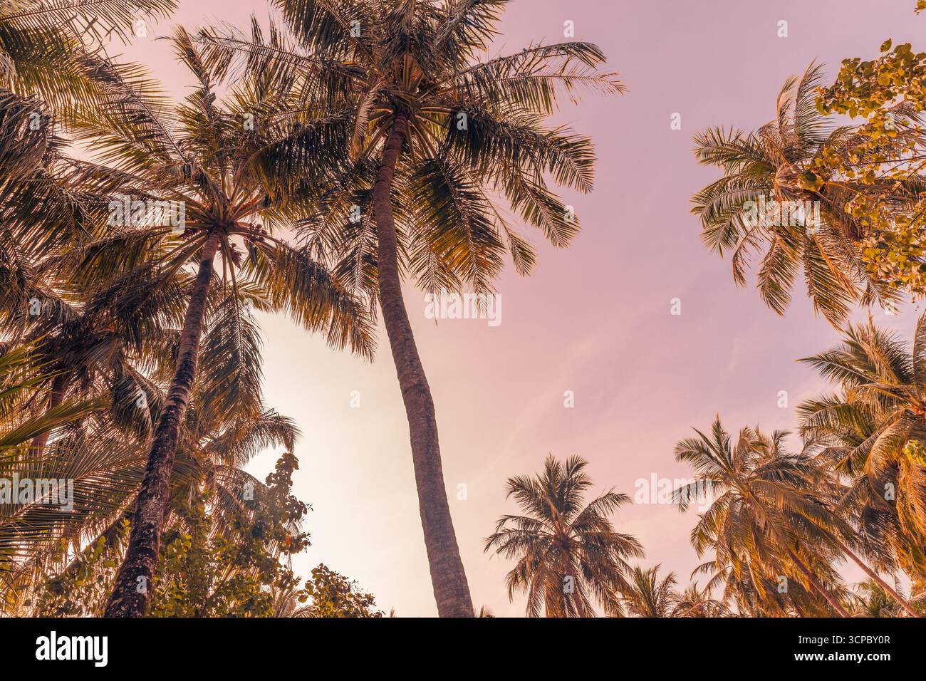 Romantico tramonto natura tropicale, palme di sottofondo, luce soffusa del sole, cielo blu pastello. Esotica arte murale naturale, fantasia di viaggio estiva, lusso Foto Stock