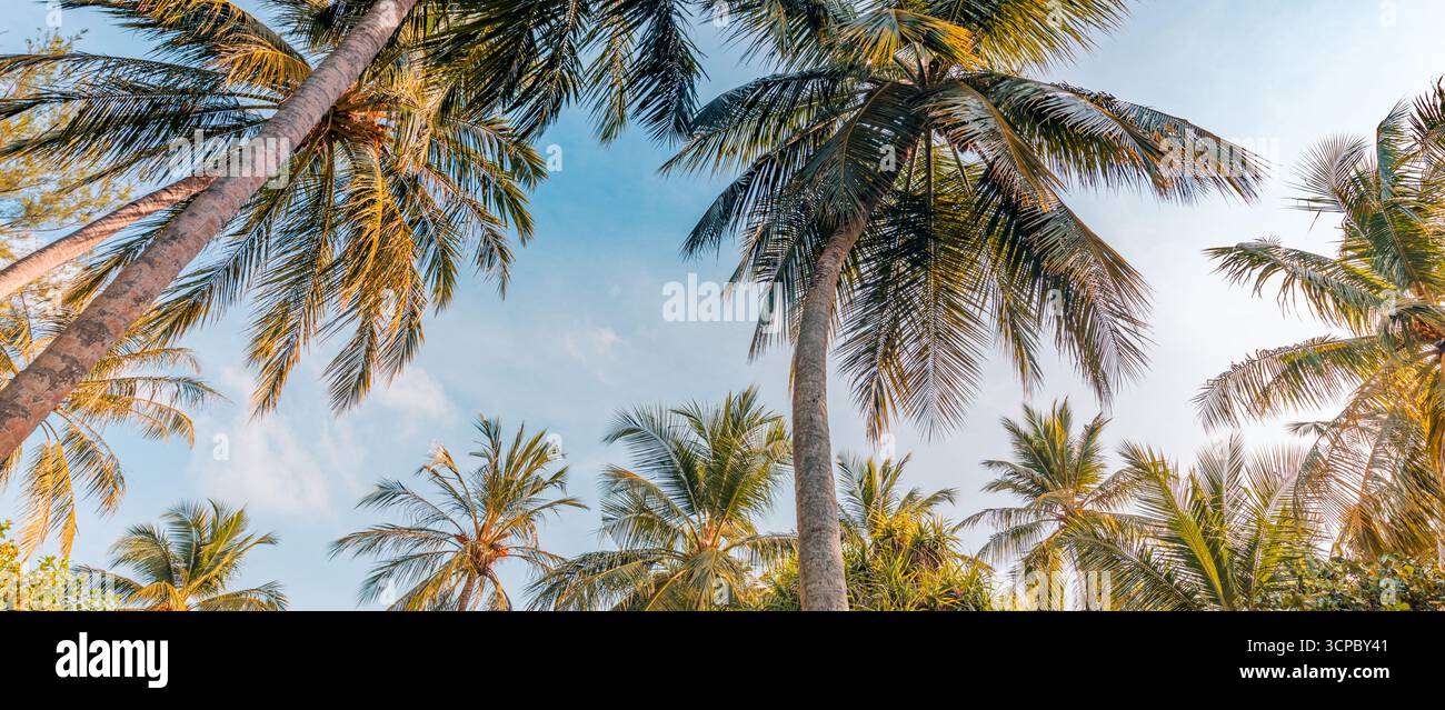 Rilassante sfondo naturale tropicale, palme, luce soffusa del tramonto, cielo blu pastello. Esotico panorama naturale di arte murale, bellissimo motivo di viaggio estivo Foto Stock