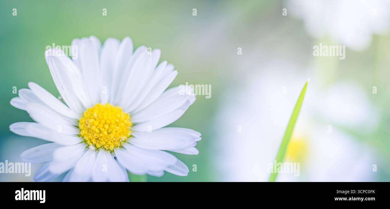Splendida Daisy Closeup Sunlight tranquillo e pacifico natura Macro. Happy Panoramic sfondo naturale pianta di fiori Botany Spring Field Bellis perennis Foto Stock