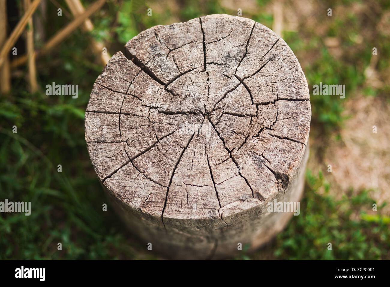 Il ceppo di alberi incrinato si trova sul terreno, rappresentando l'impatto della deforestazione e del degrado forestale. Questa scena mette in evidenza le sfide ambientali Foto Stock