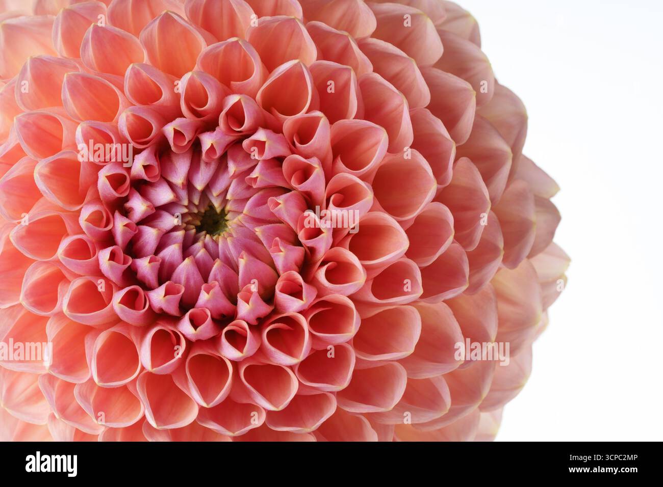 Primo piano di una delicata dahlia con petali rosa su sfondo bianco. Foto Stock