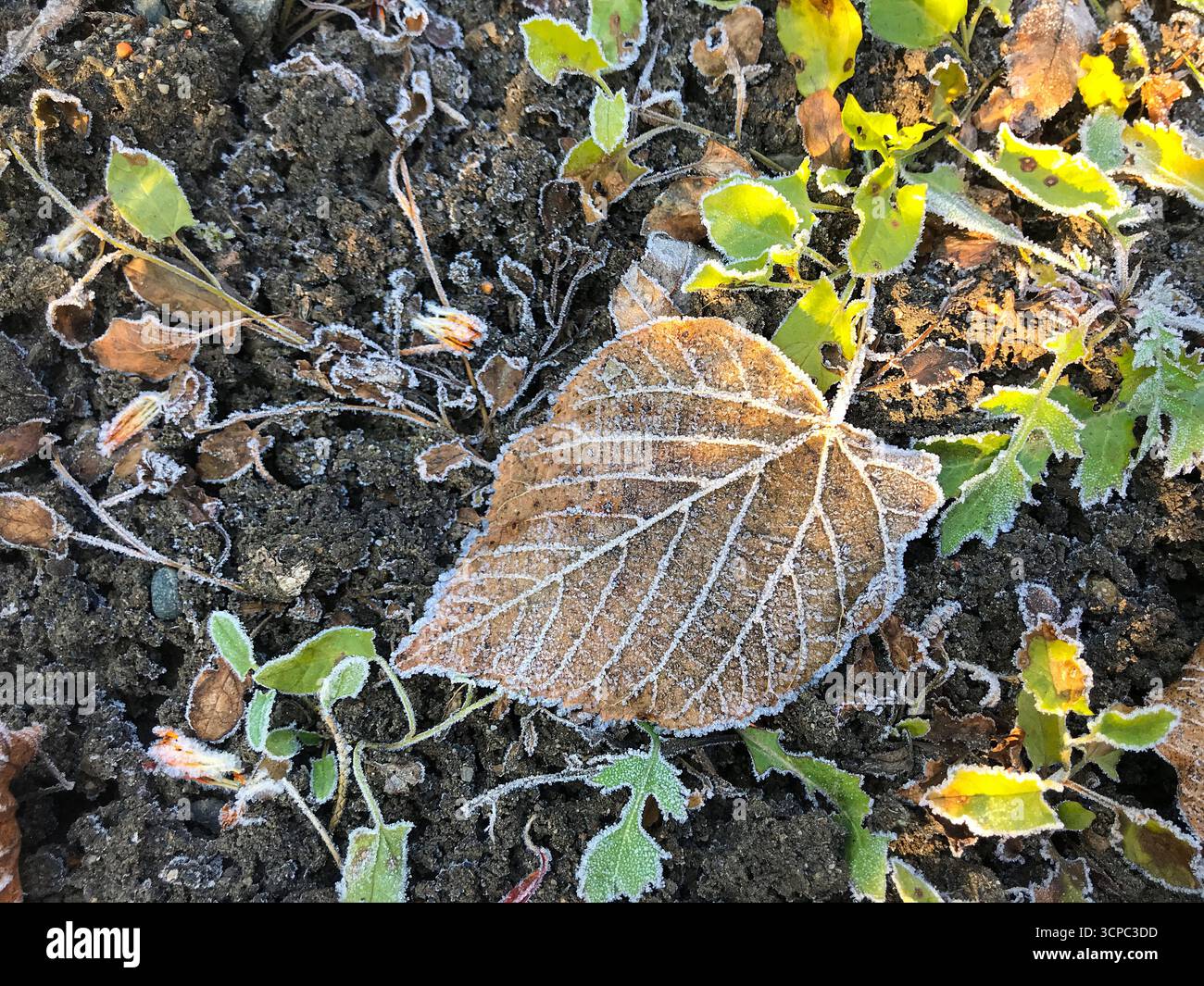 Il gelo si aggrappa a una foglia marrone adagiata su terreno scuro, circondata da piante verdi vivaci. La luce del sole del mattino presto mette in risalto i delicati dettagli ghiacciati, creat Foto Stock