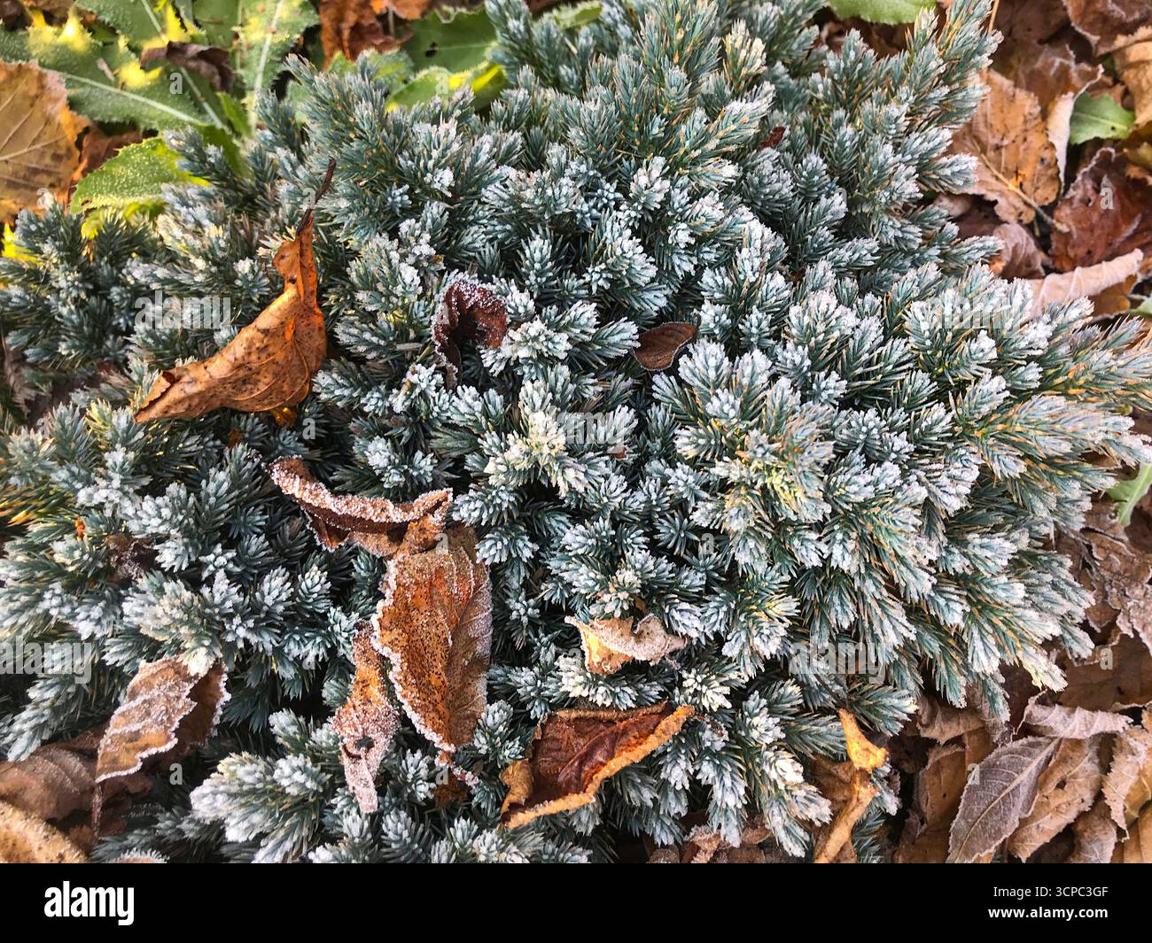 Le piante Evergreen sono leggermente ricoperte di gelo, circondate da foglie marroni cadute in una tranquilla area esterna. Cattura la tranquillità dei primi venti Foto Stock