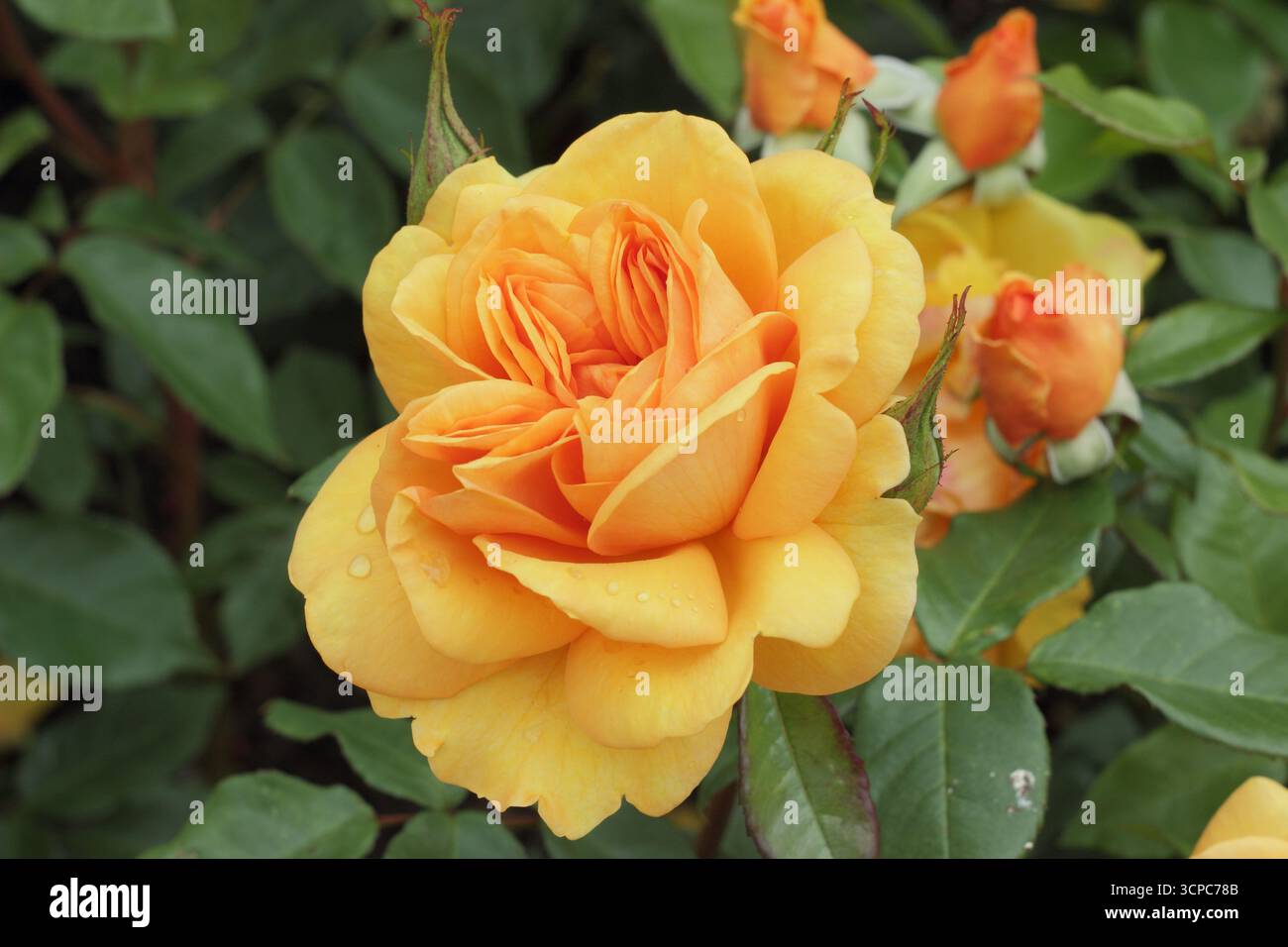 Rosa Golden Beauty rose - rosa vigorosa, sana e resistente con fiori doppi di arancia fragrante Foto Stock