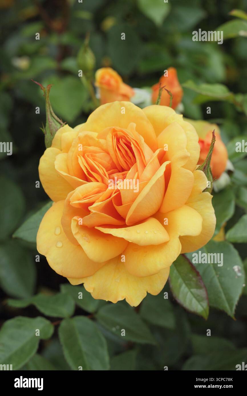 Rosa Golden Beauty rose - rosa vigorosa, sana e resistente con fiori doppi di arancia fragrante Foto Stock