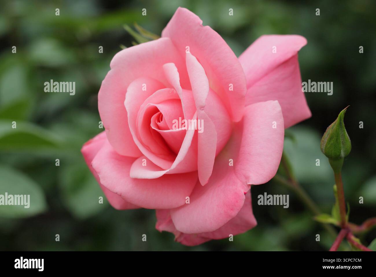 Rosa Anna Livia piccola rosa di arbusti con fiori rosa, detta anche rosa Kormetter. Foto Stock