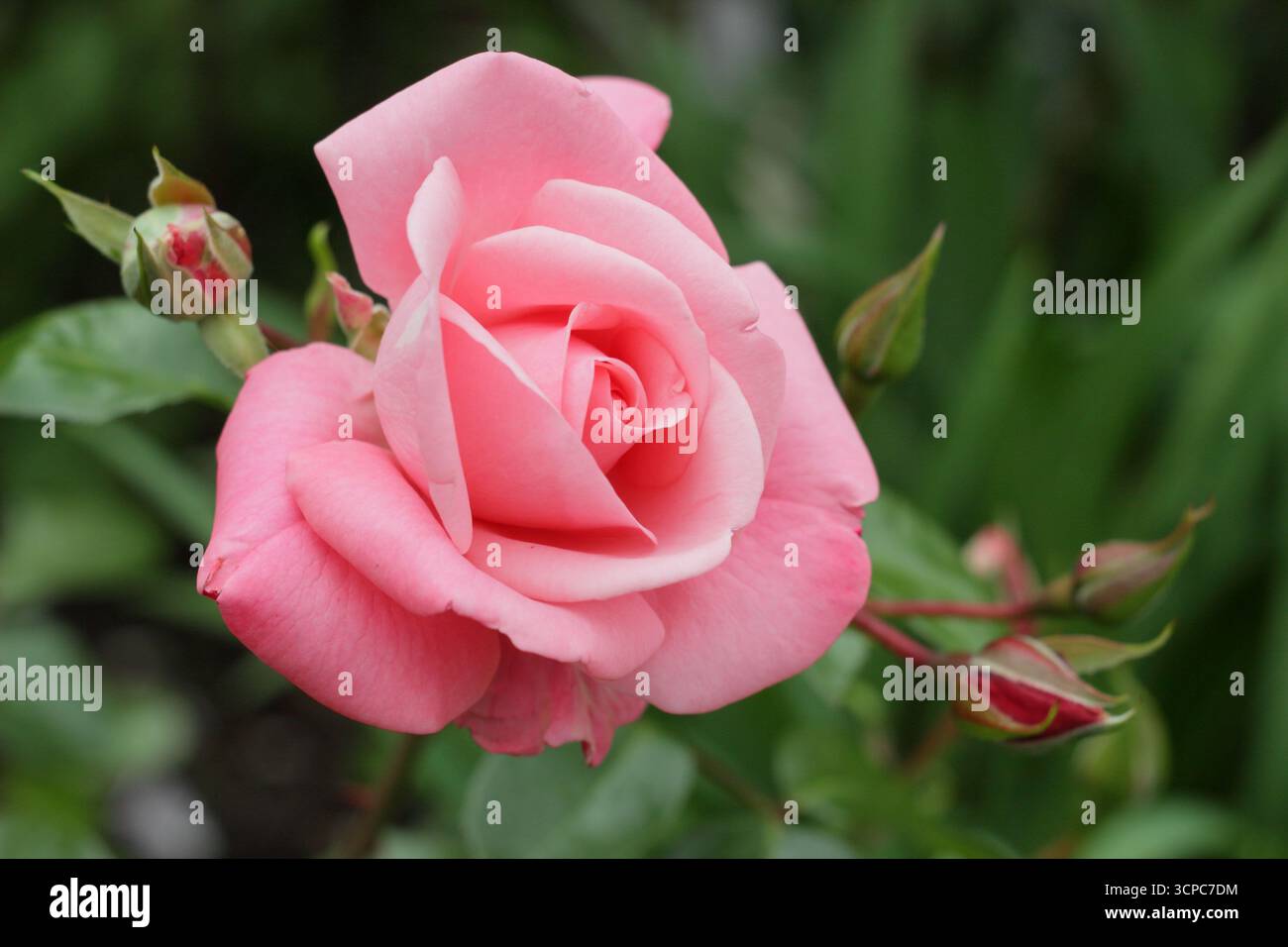 Rosa Anna Livia piccola rosa di arbusti con fiori rosa, detta anche rosa Kormetter. Foto Stock