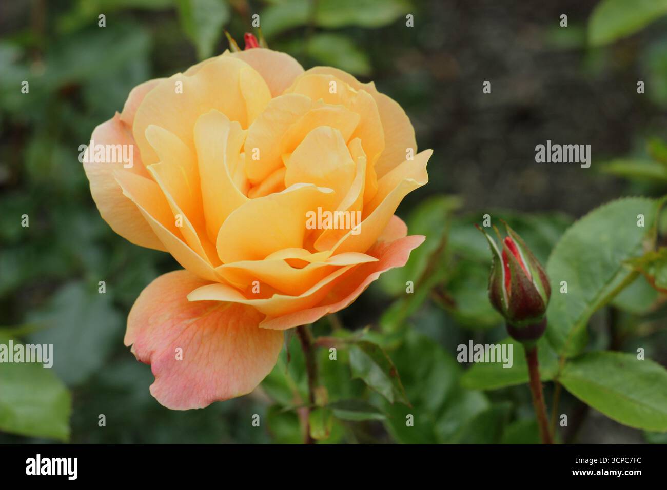 Rosa Southampton rosa sgargiante e verticale con ammassi di fragranti, doppi fiori d'arancio. Foto Stock