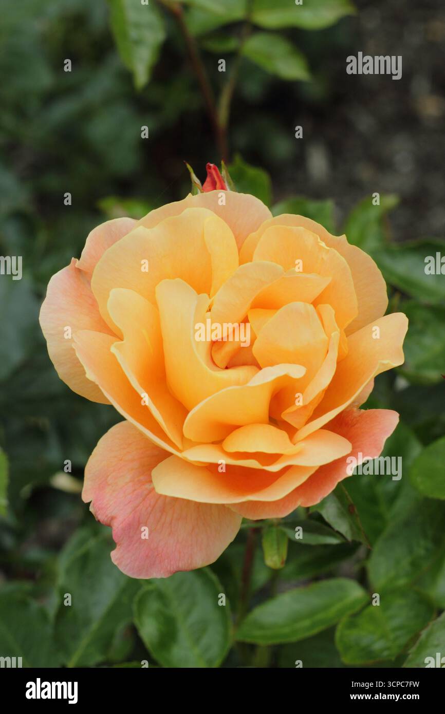 Rosa Southampton rosa sgargiante e verticale con ammassi di fragranti, doppi fiori d'arancio. Foto Stock