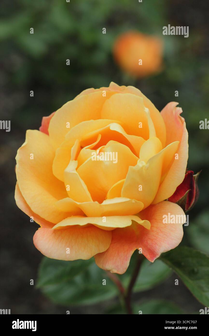 Rosa Southampton rosa sgargiante e verticale con ammassi di fragranti, doppi fiori d'arancio. Foto Stock