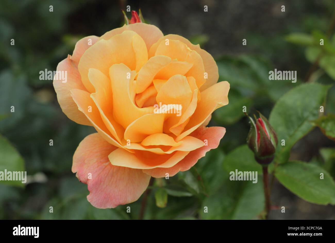 Rosa Southampton rosa sgargiante e verticale con ammassi di fragranti, doppi fiori d'arancio. Foto Stock