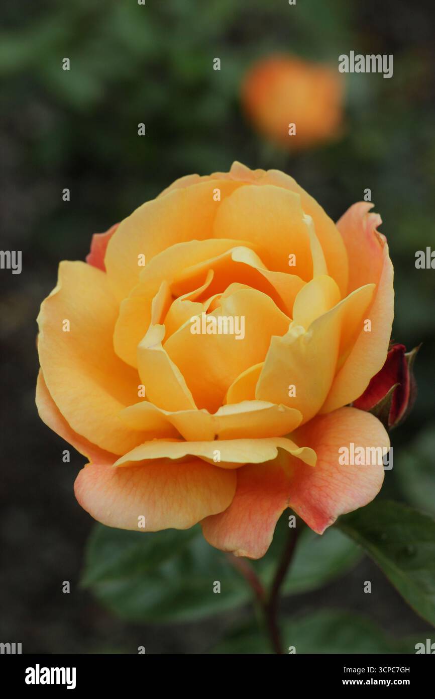 Rosa Southampton rosa sgargiante e verticale con ammassi di fragranti, doppi fiori d'arancio. Foto Stock