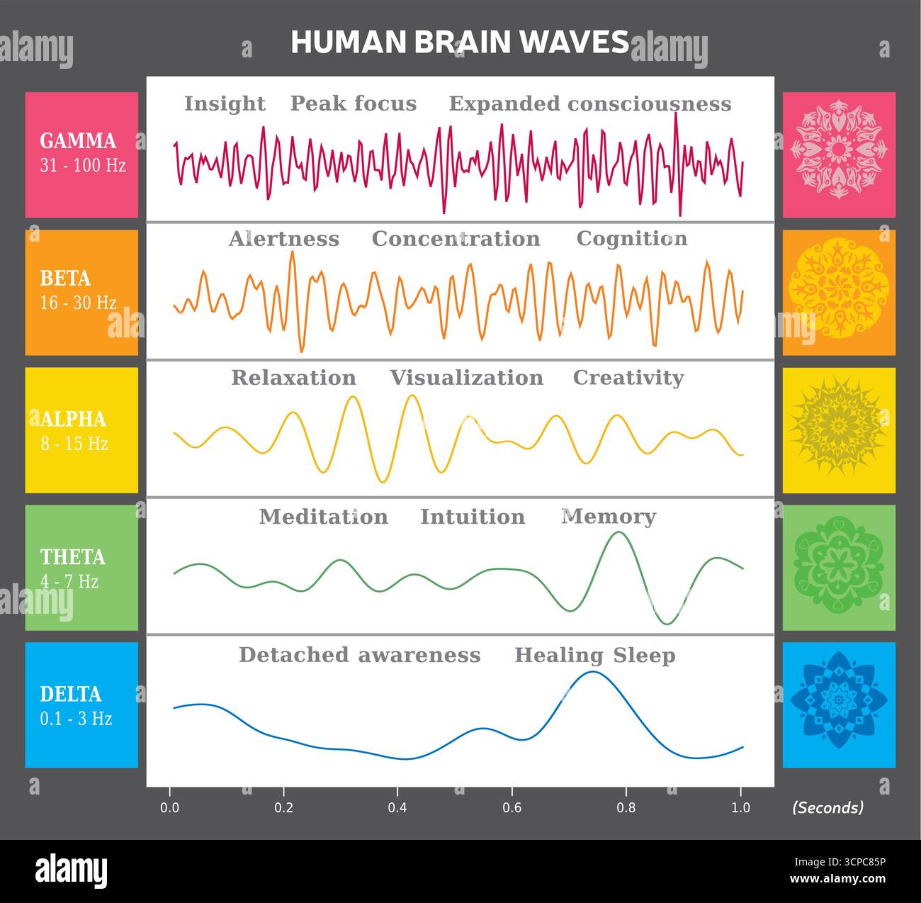 Human Brain Waves Diagram Colors e Mandala con spiegazioni - English Vector Illustrazione Vettoriale