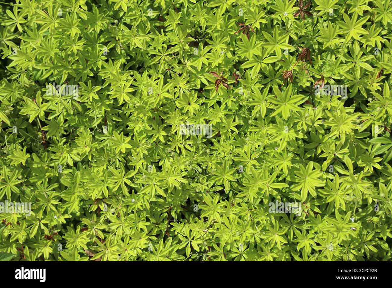 Pianta dolce di bosco (Galium odoratum) in un giardino botanico. Specie vegetali coltivate per il suo profumo dolce. Foto Stock