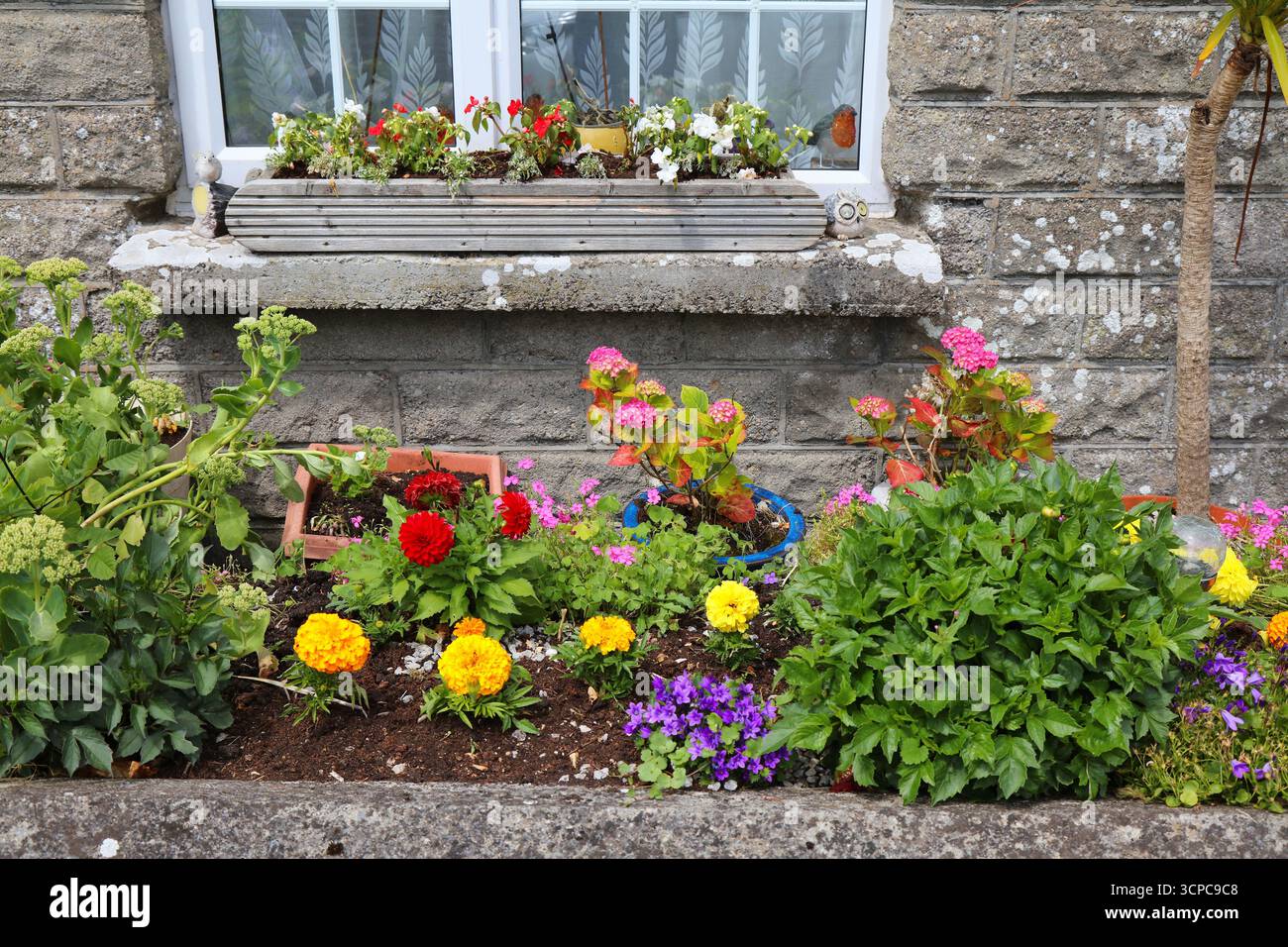 Hobby di giardinaggio ad Adare, Irlanda. Fiori di Marigold, ortensie, dahlia e campanula. Foto Stock