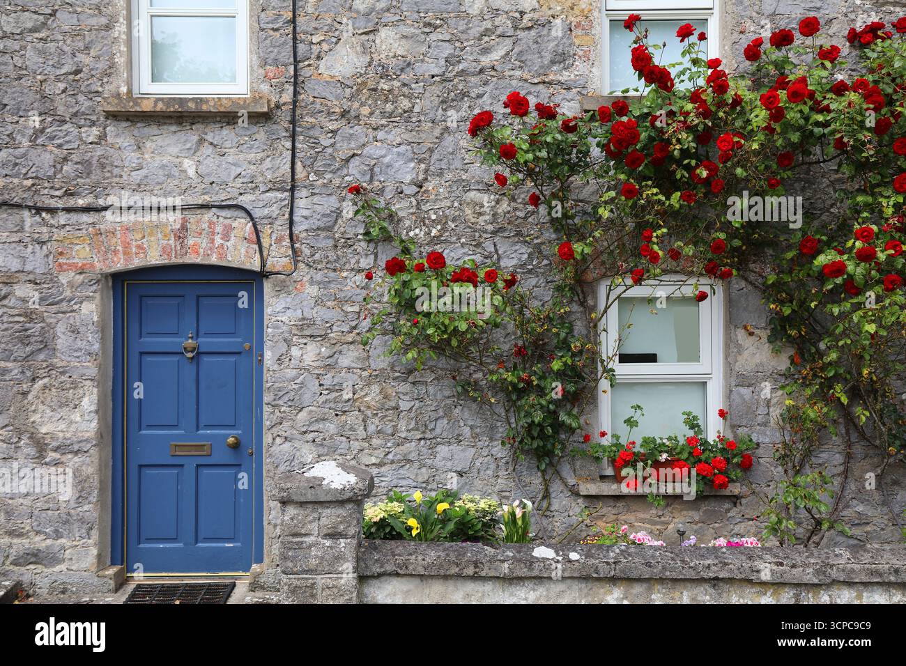 Hobby di giardinaggio ad Adare, Irlanda. Grande cespuglio di rose con fiori rossi. Foto Stock