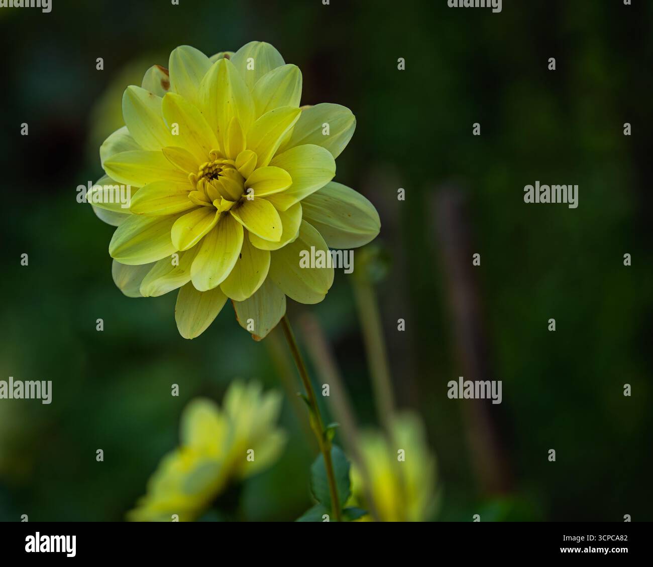 Una foto ravvicinata di un dahlia giallo brillante in un giardino all'inglese. Foto Stock