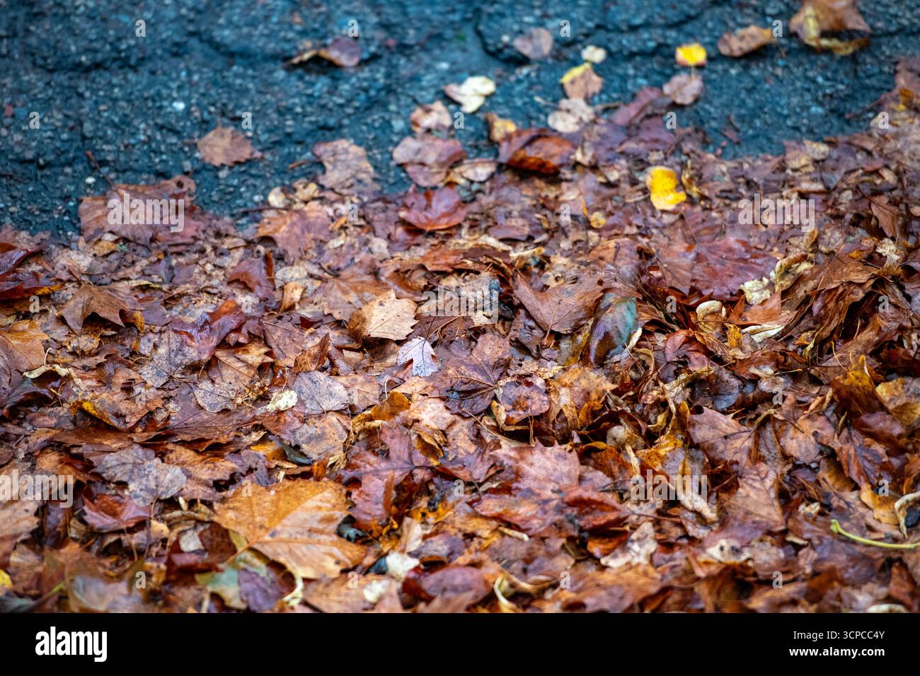 Immagini ad alta risoluzione delle foglie autunnali che cadono a terra a fine settembre. ©Paul Todd/OUTSIDEIMAGES.COM OUTSIDE IMAGES PHOTO AGENCY Foto Stock