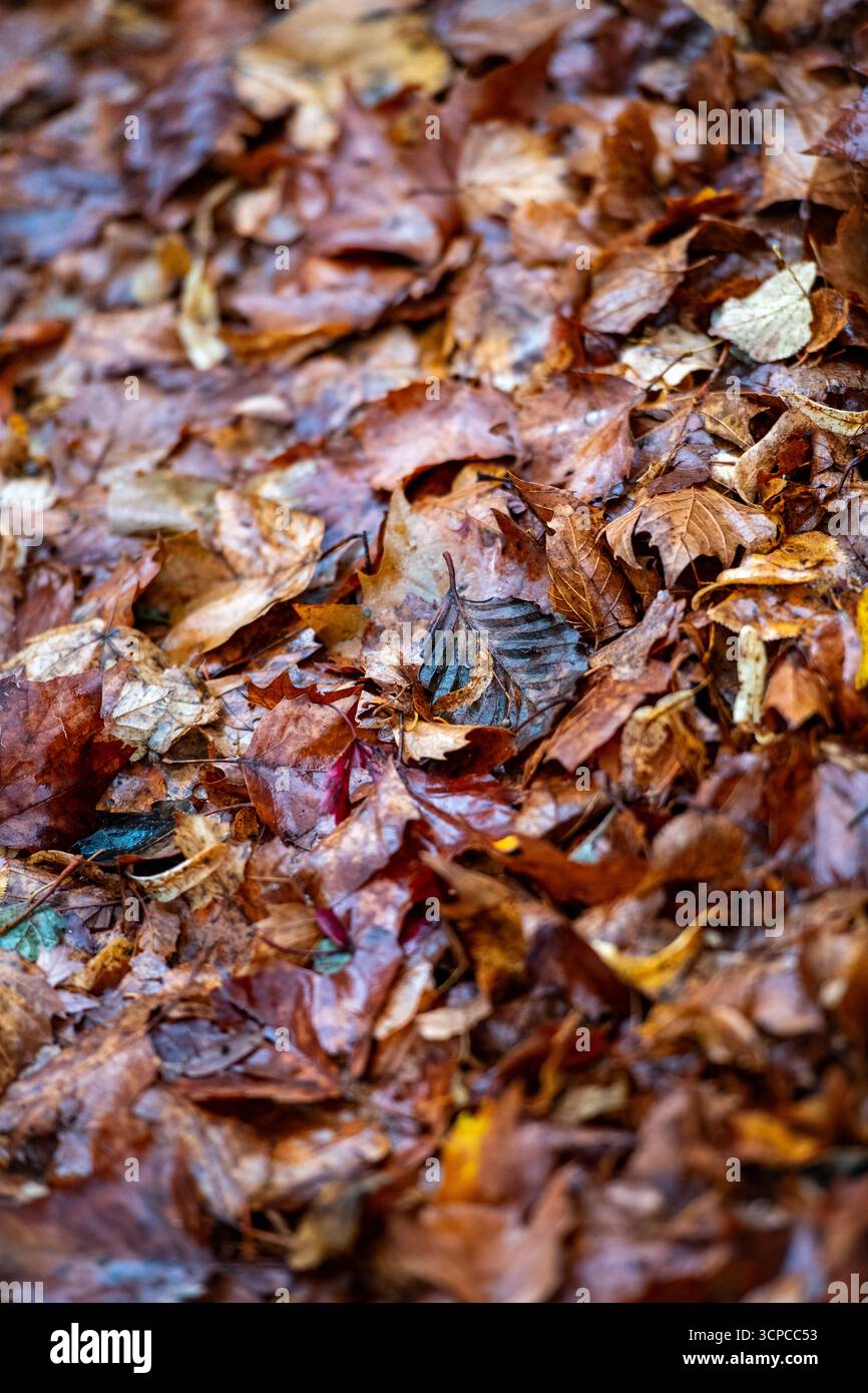Immagini ad alta risoluzione delle foglie autunnali che cadono a terra a fine settembre. ©Paul Todd/OUTSIDEIMAGES.COM OUTSIDE IMAGES PHOTO AGENCY Foto Stock